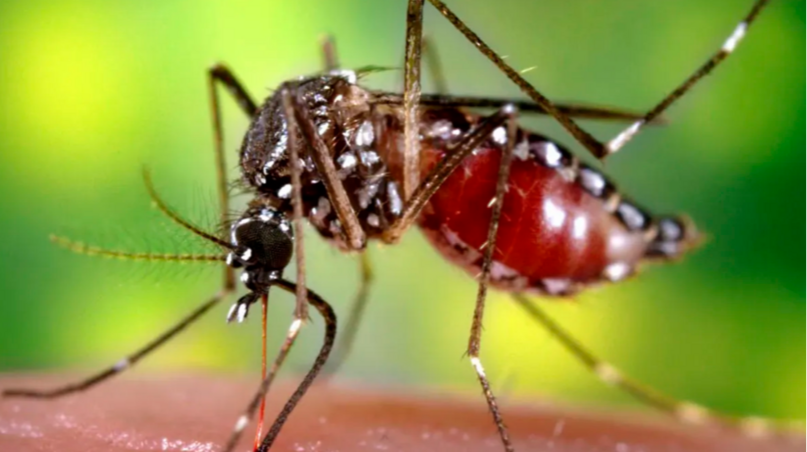 Efectiva pero muy cara: la vacuna contra el dengue en Mendoza